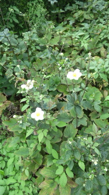 DCF00524