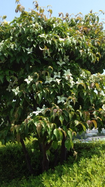 DCF00514