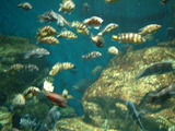 世界最大級の淡水魚水族館、アクア・トト・ぎふ