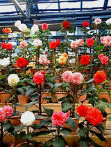 ベゴニアガーデン3