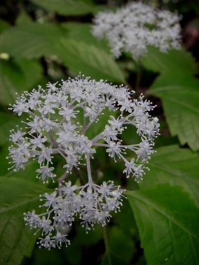 koajisai20090613-001.JPG