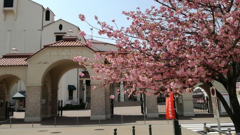 大劇場と八重桜