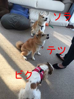BlogPaint