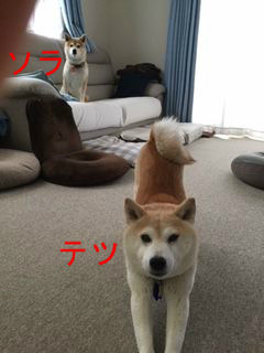 BlogPaint