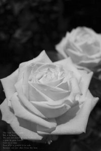 the rose