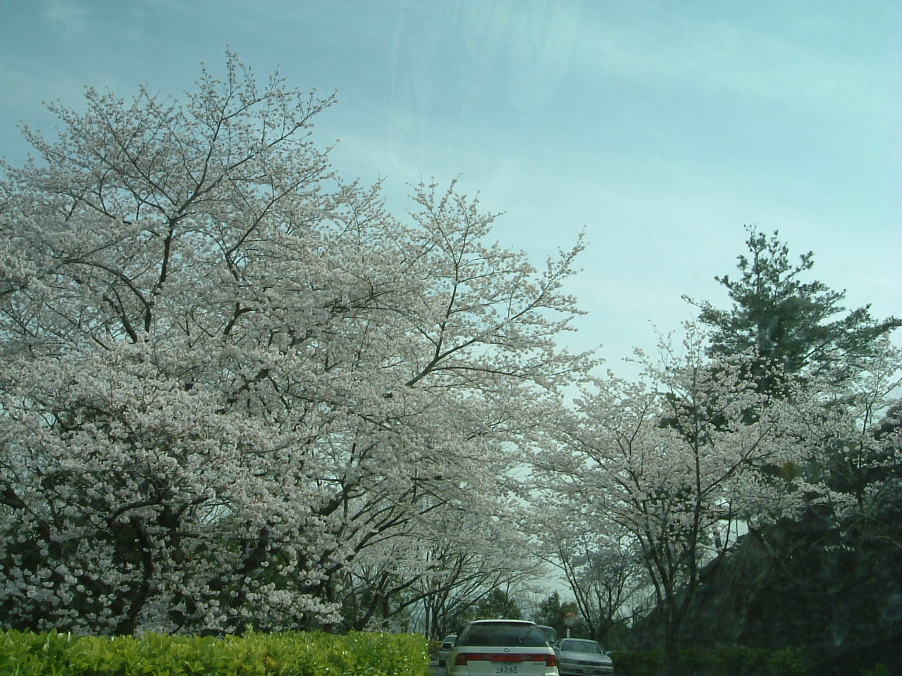 桜8
