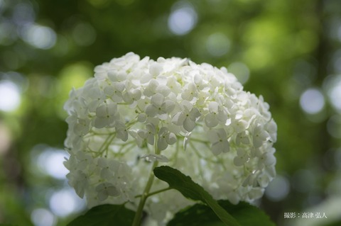 IMGP9867a