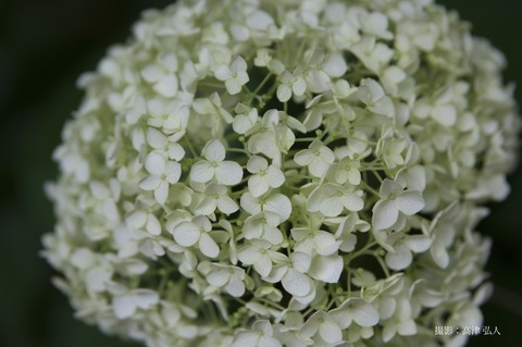 IMGP9865a