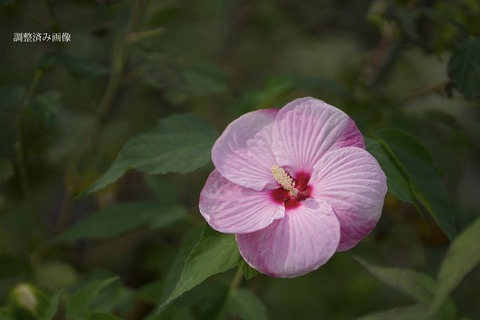 DSC00693aaa