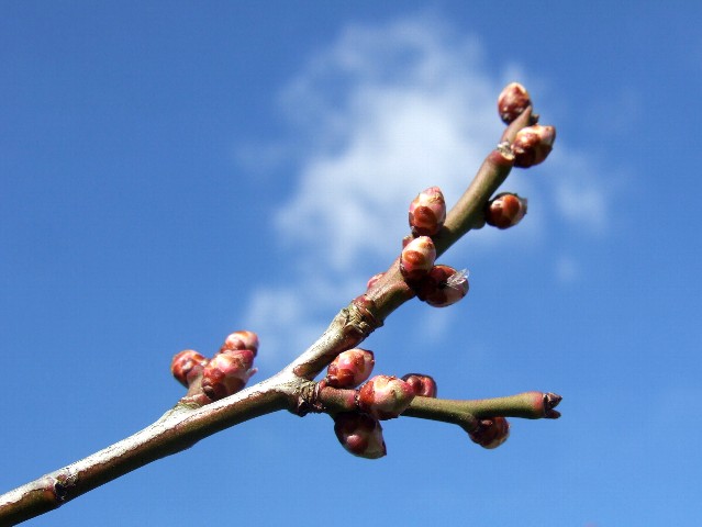 梅の蕾 梅の蕾が膨らみはじめています。 この梅は鶯宿梅で、 開花は普通時期なの... live