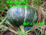 ¥¨¥Ó¥¹¥«¥Ü¥Á¥ã1