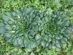 ŽÀް޻޲