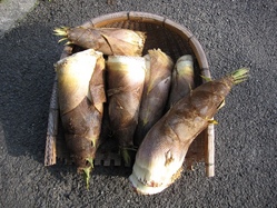 ä£4