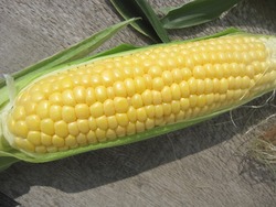 ŽÄ޳ŽÓŽÛŽºŽ¼1
