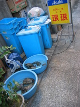 亀