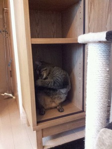 ikura_in_shelf