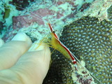2011_12040006b