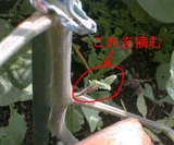 トマトのわき芽