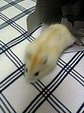 Image852.jpg