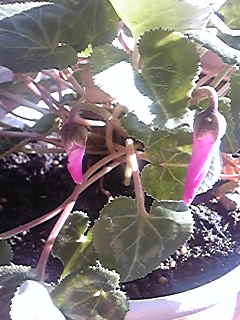 Image016.jpg
