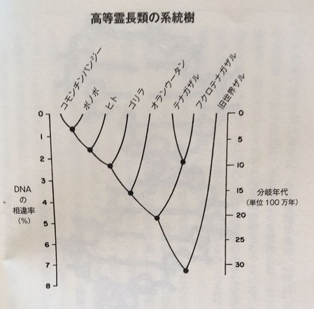 霊長類の系統樹