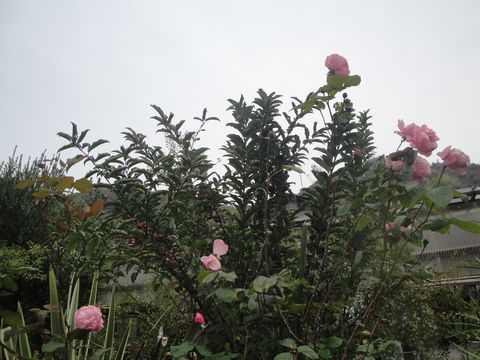DSC04059