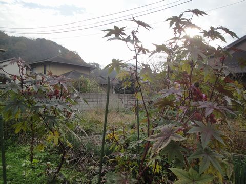 DSC04504