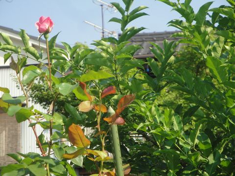 DSC02459
