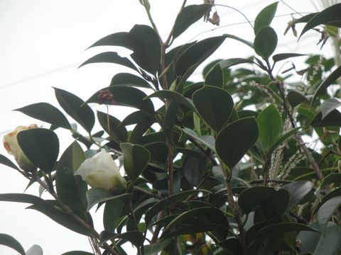 DSC04065