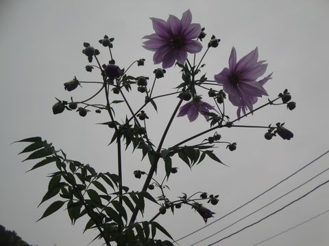 DSC04053