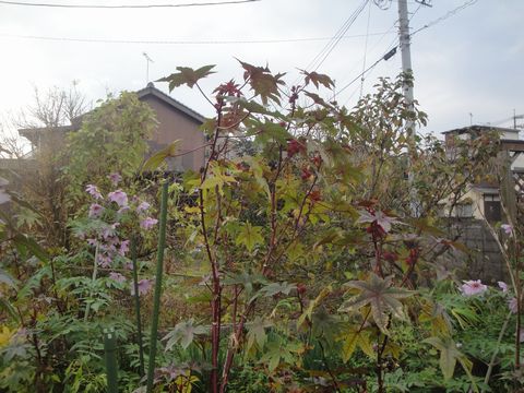 DSC04506