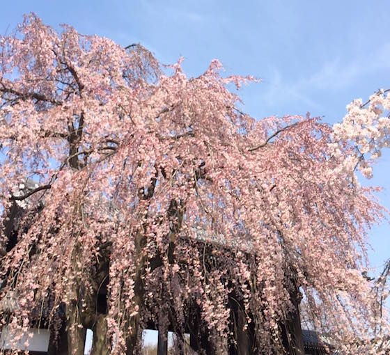 sakura
