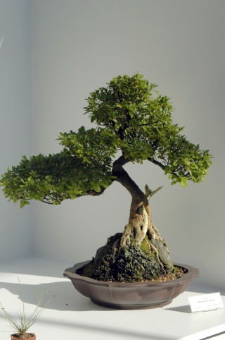 bonsai