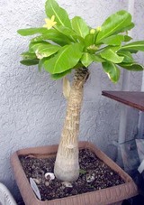 2007111701