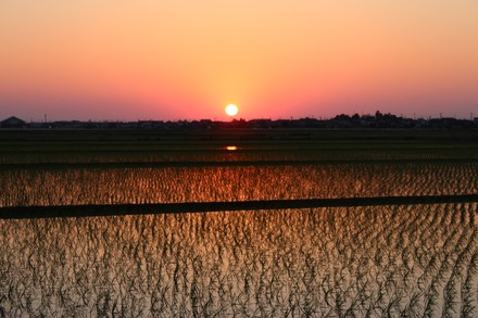 田んぼの風景、田植え