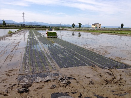 紙マルチ田植え機