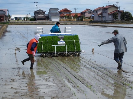 田植え【おいしいお米つくってる農家たけもと農場】