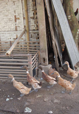 chicken