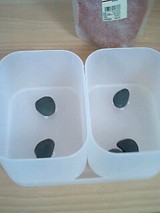 観葉植物デビュー４