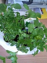 観葉植物デビュー２