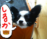 BlogPaint