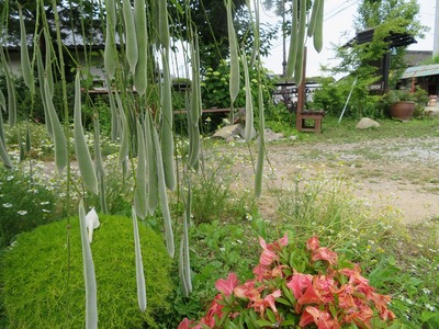 ¥«¥á¥é¥Þ¥ó¤Õ¤¸¤â¤êss-IMG_8342