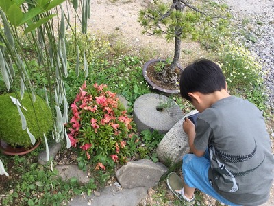 ¥«¥á¥é¥Þ¥ós-IMG_1730
