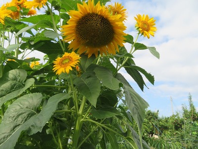 ¥Ò¥Þ¥ï¥ê¡¡£Ùs-IMG_8716