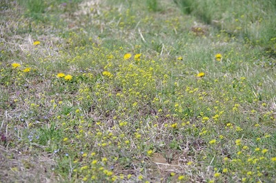 イヌナズナ180329s-IMGP2861