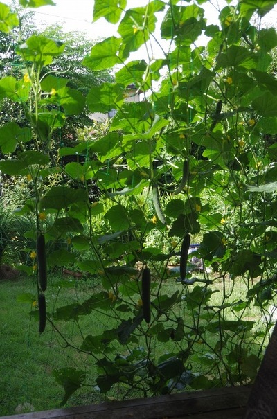 ¤¤s-IMGP7002