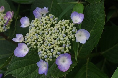 s-IMGP0130