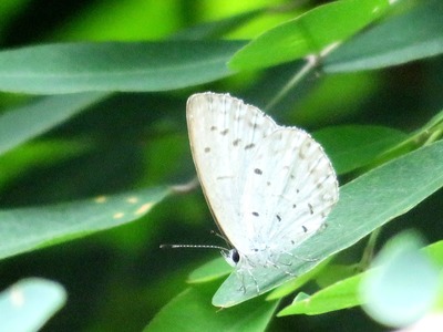 ¥ë¥ê¥·¥¸¥¸¥ß170713170713IMG_8656