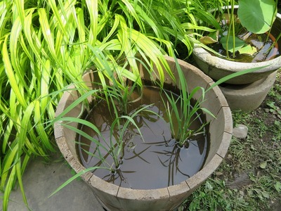 ¥«¥á¥é¥Þ¥óss-IMG_8339