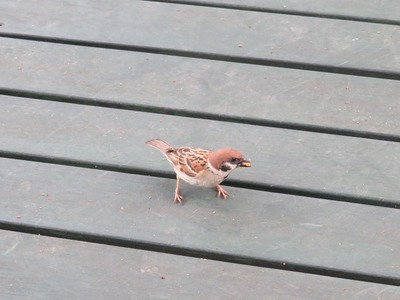 スズメIMG_2644